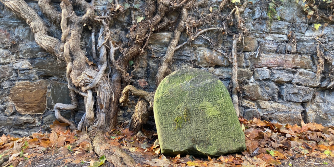 Alter bemooster Grabstein vor einer verwurzelten Steinwand.